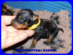 Bcskautcai Ursa