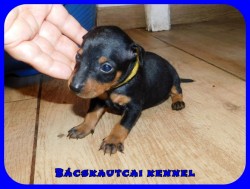 Bcskautcai Ursa