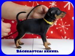 Bcskautcai Ursa