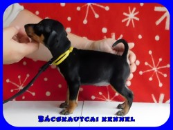 Bcskautcai Ursa