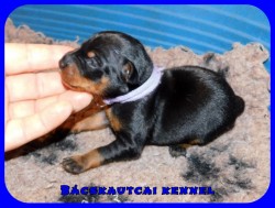 Bcskautcai Uta