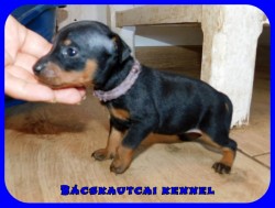 Bcskautcai Uta