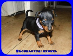 Bcskautcai Uta