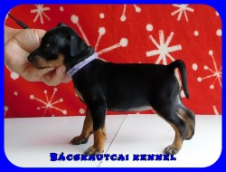 Bcskautcai Uta