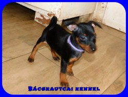 Bcskautcai Uta