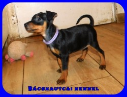 Bcskautcai Uta
