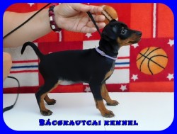 Bcskautcai Uta