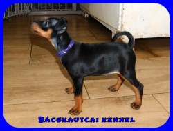 Bcskautcai Uta
