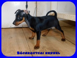 Bcskautcai Uta