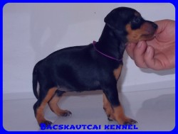 Bcskautcai Vanda