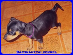 Bcskautcai Vanda