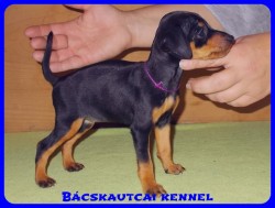 Bcskautcai Vanda