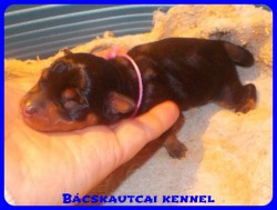Bcskautcai Vella