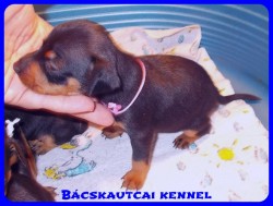 Bcskautcai Vella