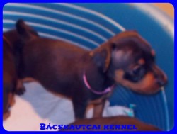 Bcskautcai Vella