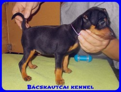Bcskautcai Vella