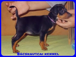 Bcskautcai Vella