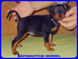 Bcskautcai Vella