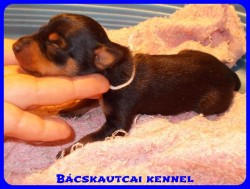 Bcskautcai Vendy