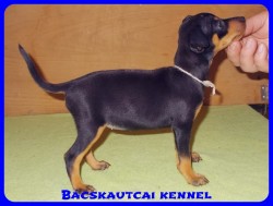 Bcskautcai Vendy