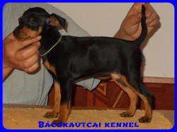 Bcskautcai Vendy