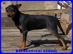 Bcskautcai Vendy