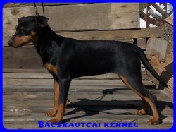Bcskautcai Vendy