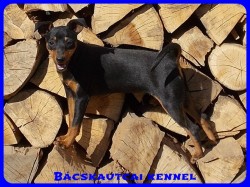 Bcskautcai Vendy