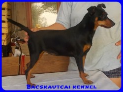 Bcskautcai Vendy