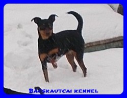 Bcskautcai Vendy