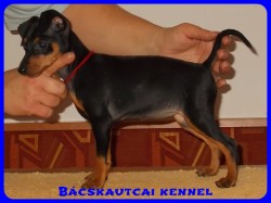 Bcskautcai Vnusz
