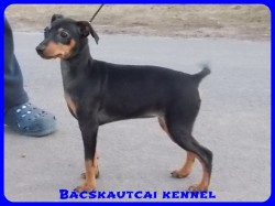 Bcskautcai Vnusz