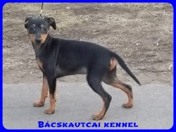 Bcskautcai Vnusz