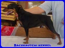 Bcskautcai Vnusz