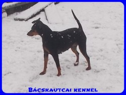 Bcskautcai Vnusz