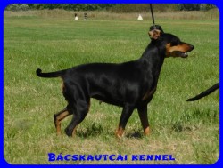 Bcskautcai Vnusz
