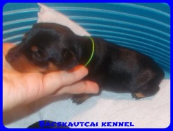 Bcskautcai Vera