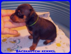 Bcskautcai Vera