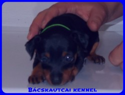 Bcskautcai Vera