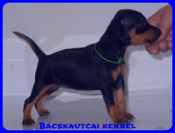 Bcskautcai Vera