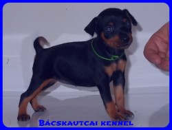 Bcskautcai Vera