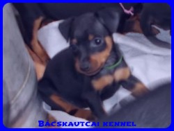 Bcskautcai Vera