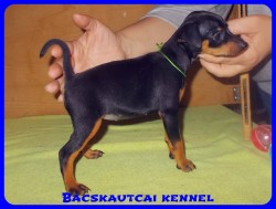 Bcskautcai Vera