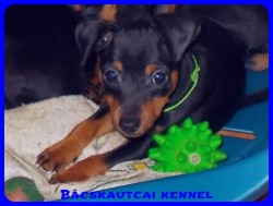 Bcskautcai Vera