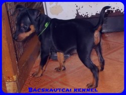 Bcskautcai Vera