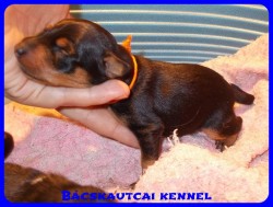 Bcskautcai Vicky