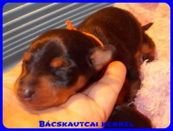 Bcskautcai Vicky