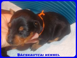 Bcskautcai Vicky