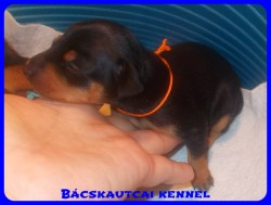 Bcskautcai Vicky