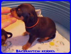 Bcskautcai Vicky